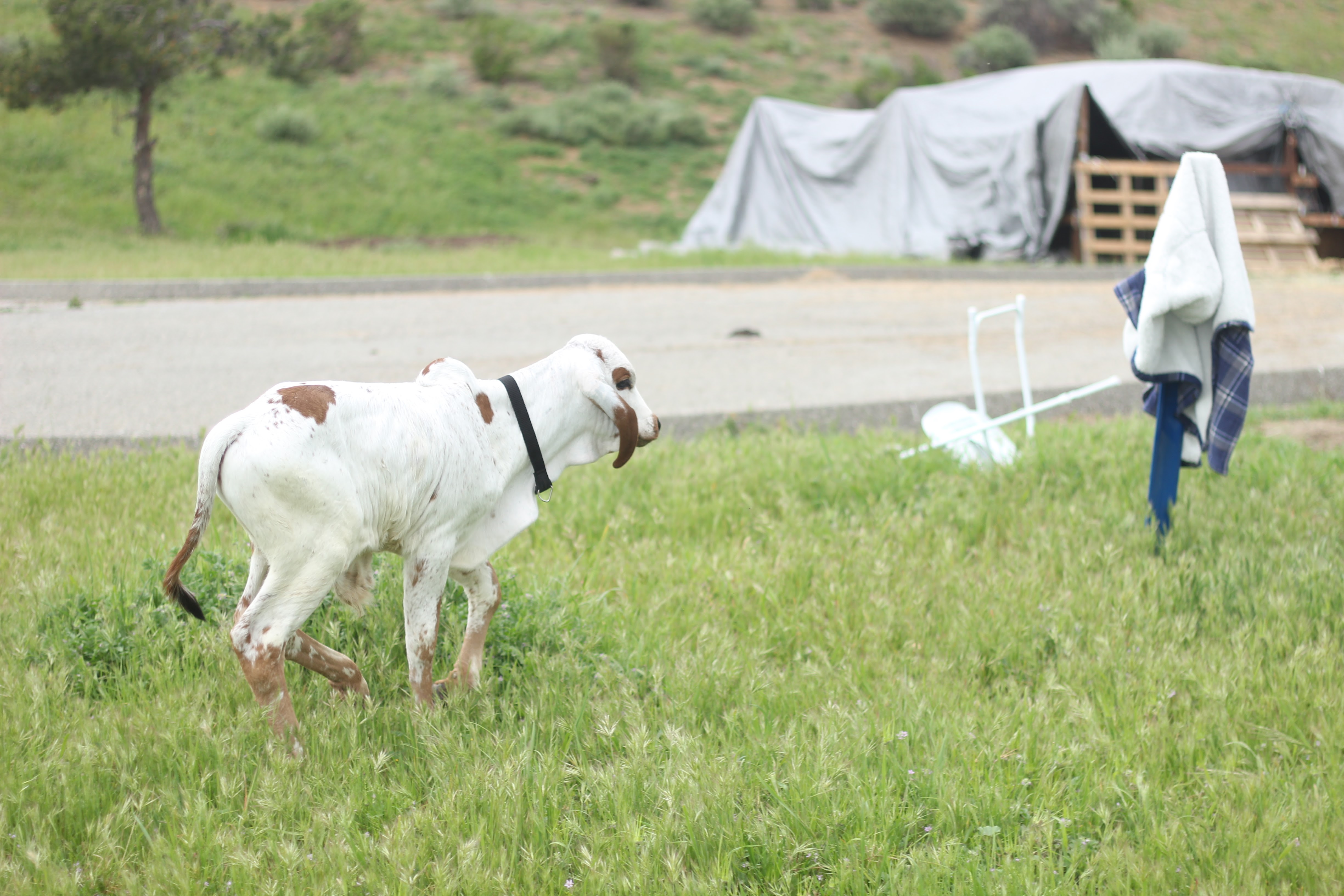 Calf walking at Dallas Goshala