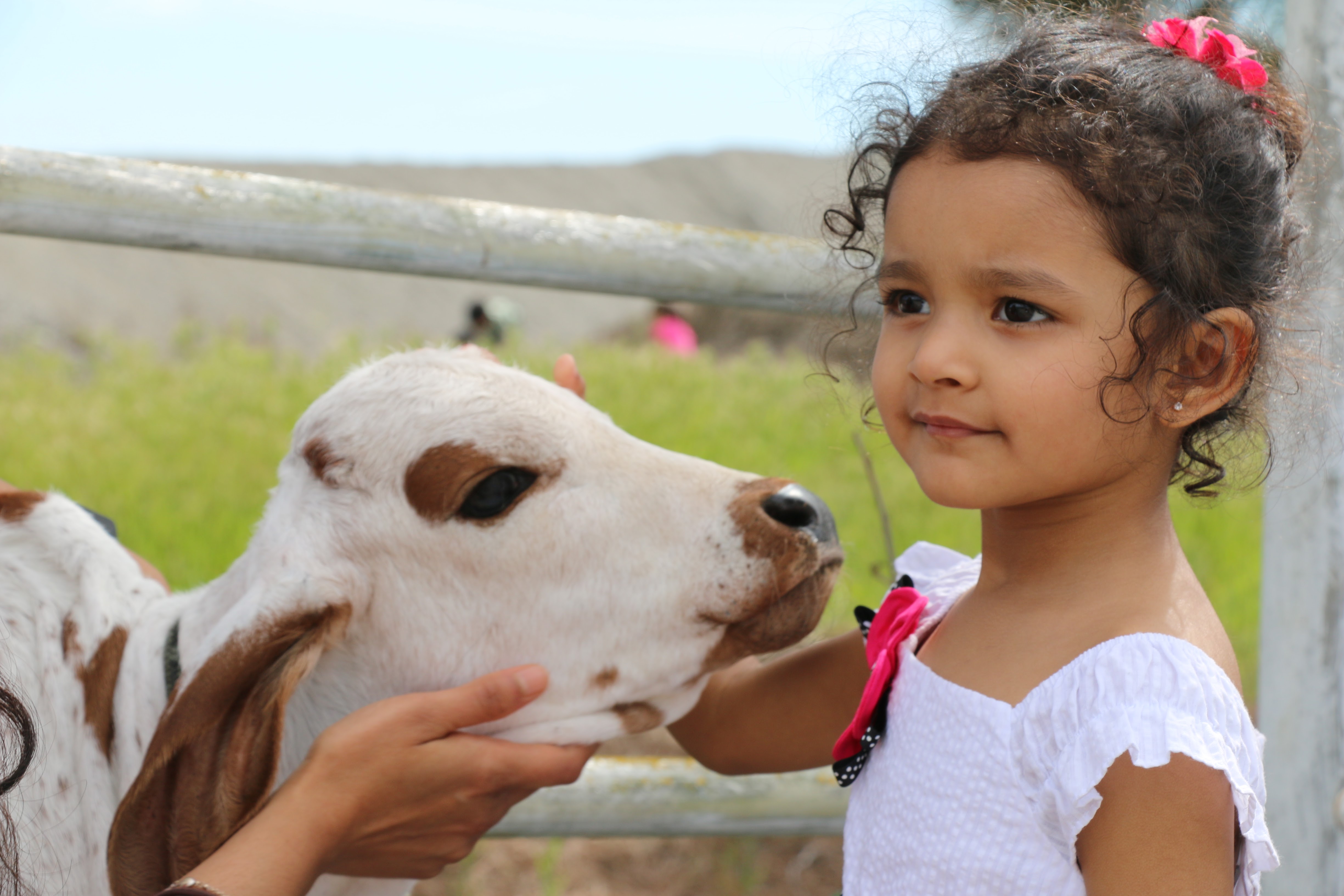 Girl petting calf at Dallas Goshala